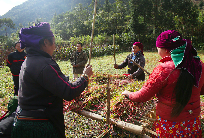 Experience northern Vietnam’s enchanting buckwheat harvest